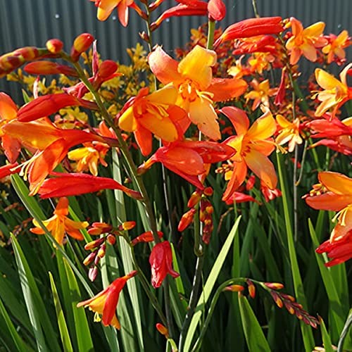 Crocosmia Orange Pekoe Plant 2 2
