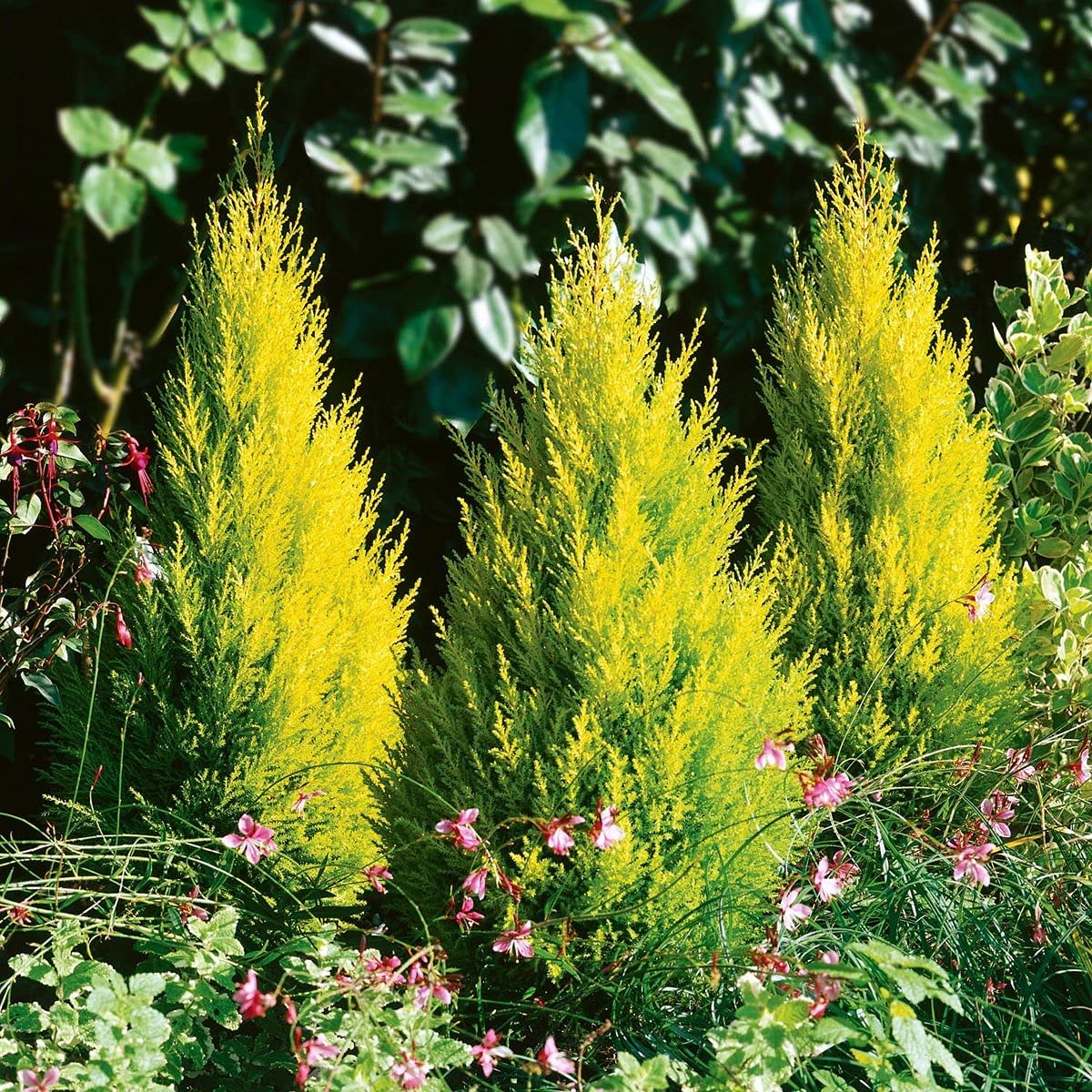 Cupressus Wilma Goldcrest Conifer