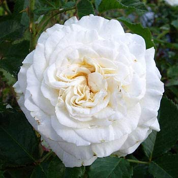 Diamond 60th Wedding Anniversary Rose Bush Gift Wrapped  2