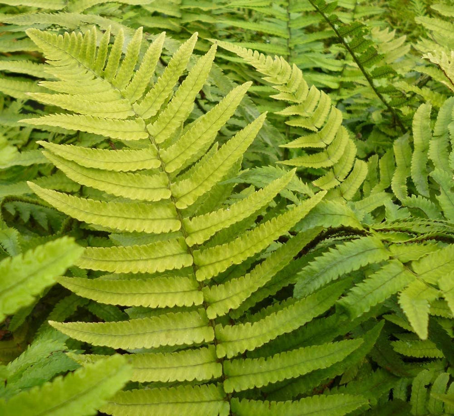 Dryopteris Atrata Fern Dryopteris Atrata Fern image2 2