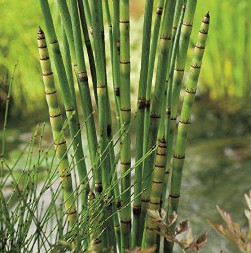 Barred Horsetail - Equisetum Japonicum Pond Plant 2 3