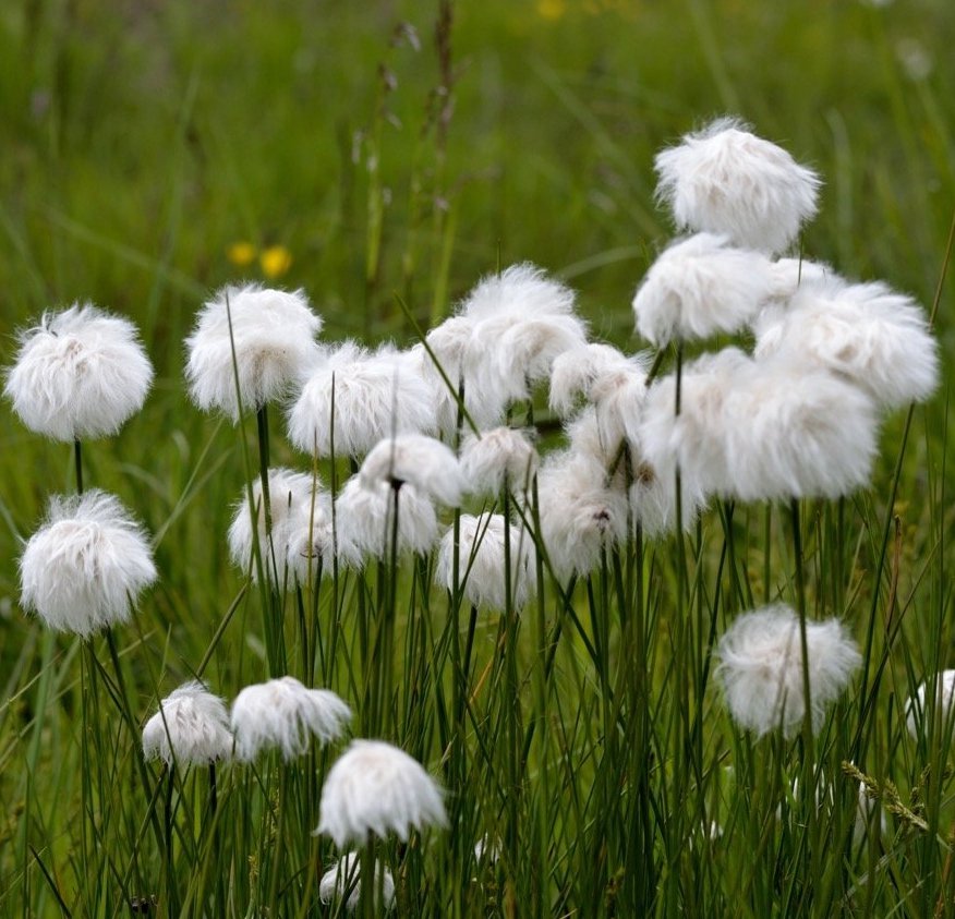 Bog Cotton - Eriophorum angustifolium Pond Plant 2 1