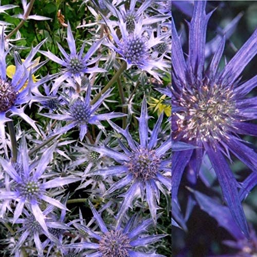 Eryngium Picos Amethyst 2 2