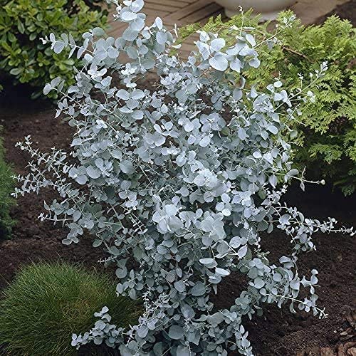 Eucalyptus Gunnii - 'Azura' 12cm 2 1