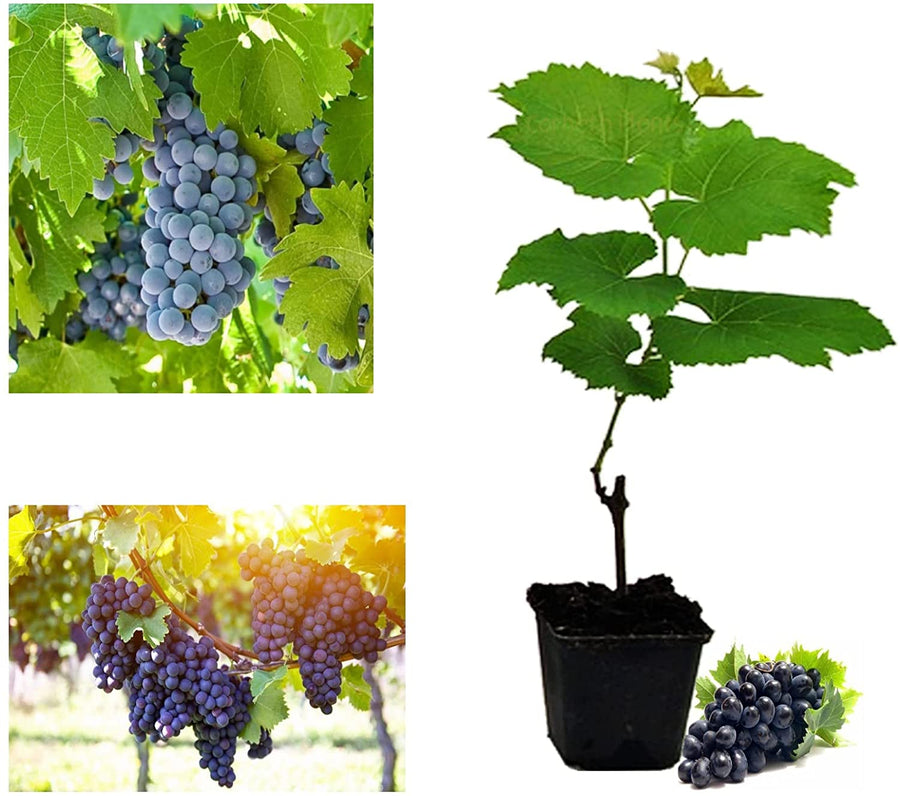Grape Vine Plant -  Vitis Pinkdose Dornfelder 2 1