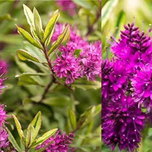 Small Shrub 5 Plant Mix 2 2