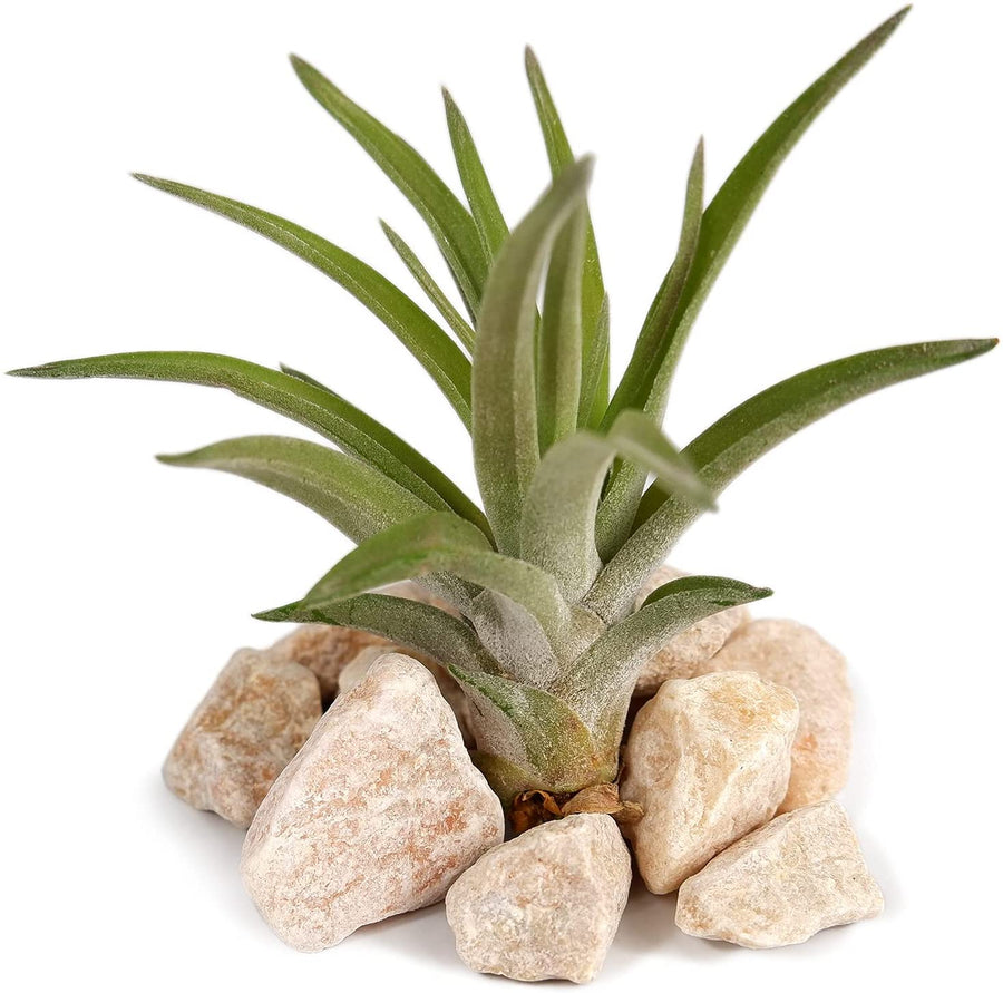 Succulent & Air Plant Mix 2 2