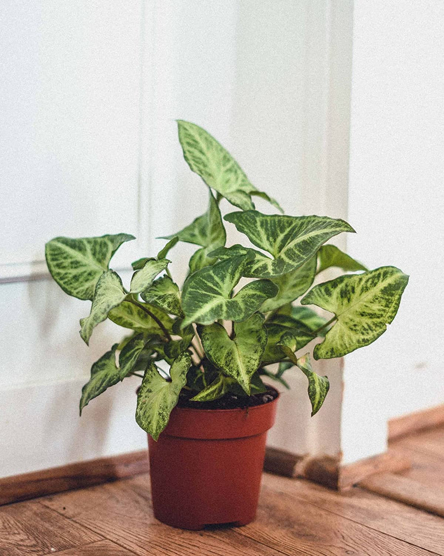 Syngonium White Butterfly 2 2