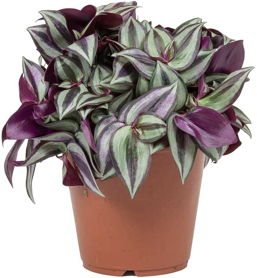 Tradescantia zebrina - 'Wandering Dude' 2 2