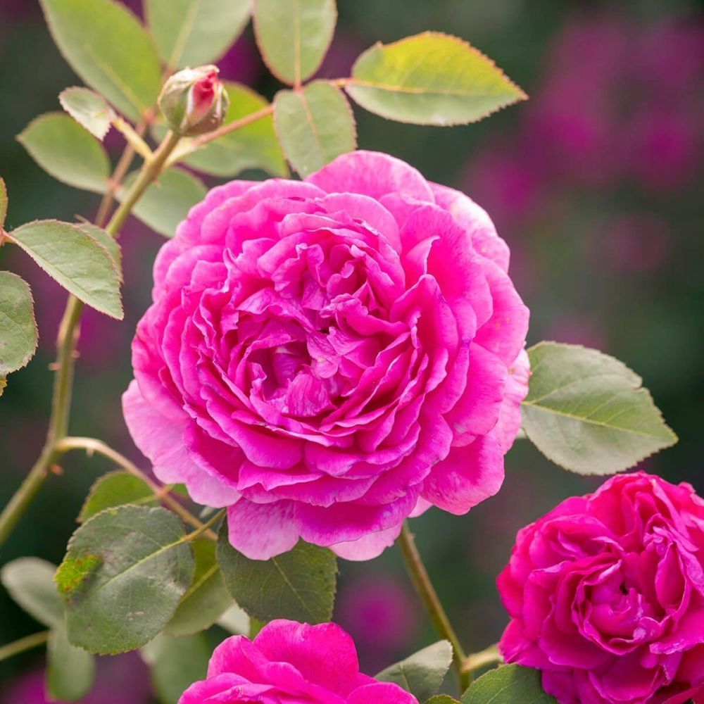 Cented Roses Pink English Scented Rose Bush