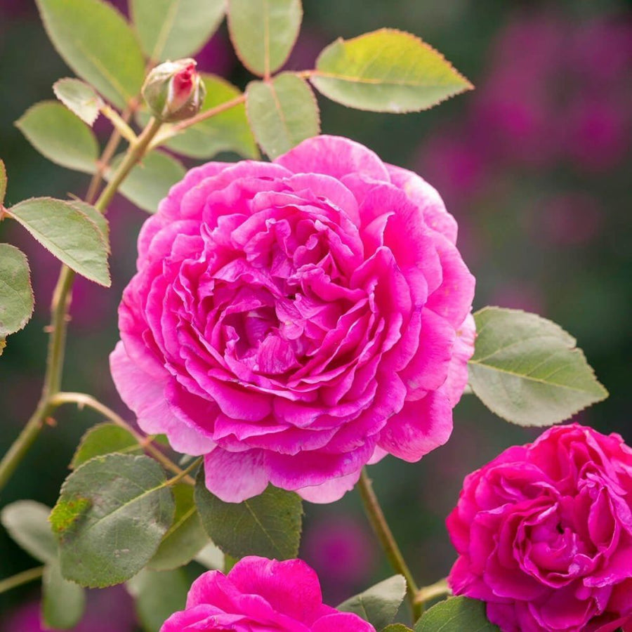 Pink English Scented Rose Bush 2 2