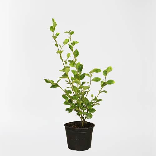 Griselinia littoralis 2 2