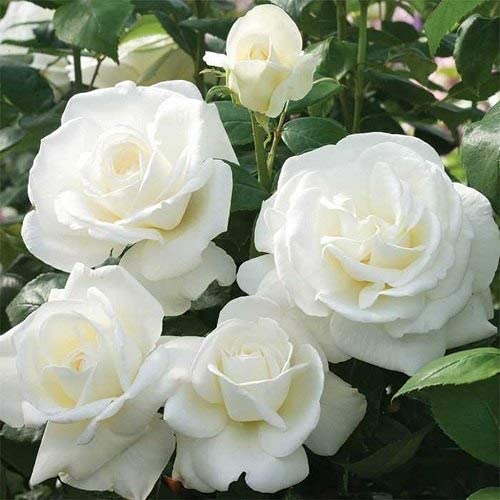 White Rose Bush 2 2