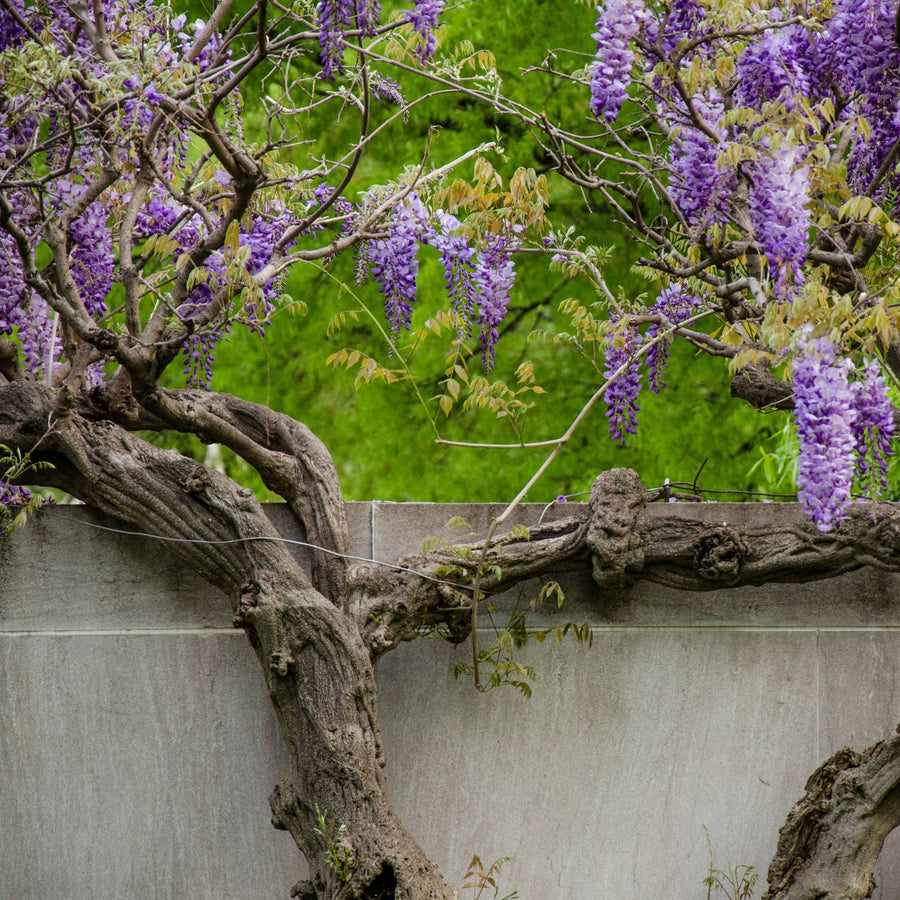 Wisteria Frutescens Plant - Amethyst Falls Wisteria Frutescens Plant - Amethyst Falls in 9cm Pot image4 4