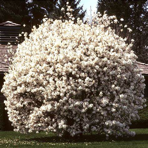 White Magnolia Stellata 2 3