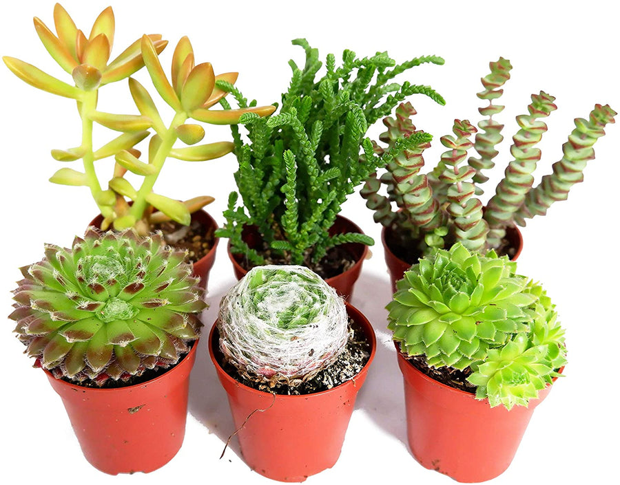 Mix Plants - 3 Sempervivum & 3 Succulents 2 3