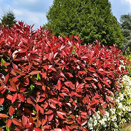 Photinia - 'Red Robin' (6 Plants) 2 2