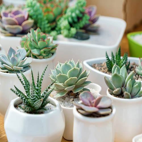 Aloe Vera & Succulents Mix