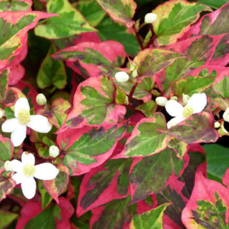 Chameleon Plants - Houttuynia Cordata Houttuynia Cordata Chameleon - 2 Plants image2 2