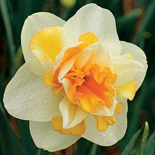 Spring Bulb Collection x 6 Growing Plants 2 2
