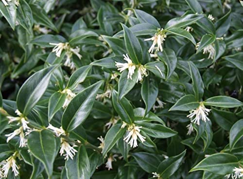 Sarcococca Confusa Sarcococca Confusa image2 2