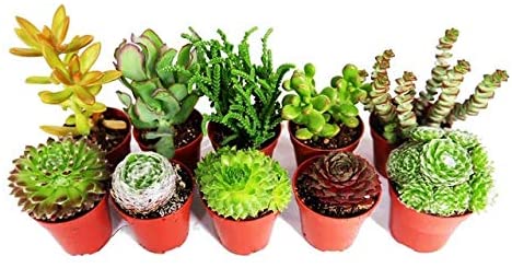 Mix Plants - Sempervivum & Succulents 2 3