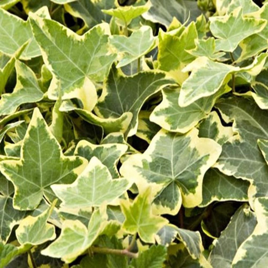 Hedera Ivy Gold & White Mix 2 2
