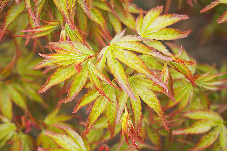Acer Little Princess 2 2