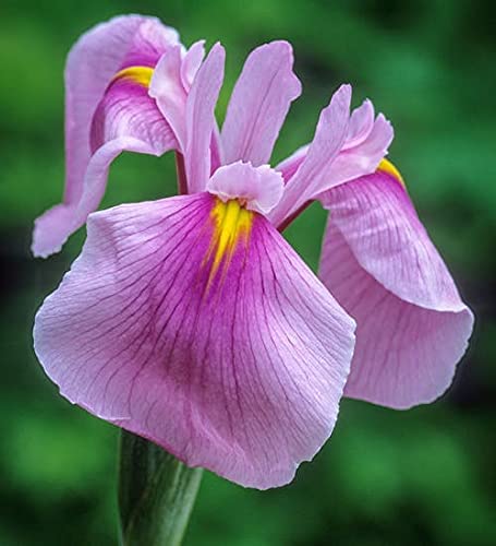 Iris ensata 'Rose Queen' - Pink Pond Iris 2 3