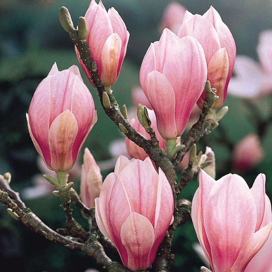 White Magnolia Soulangeana 2 1