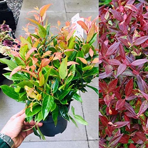 Leucothoe Scarletta 'Burning Love' Leucothoe Scarletta 'Burning Love' image1 1