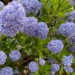 Ceanothus Plant Collection  2