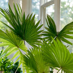 Footstool Palm  3