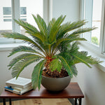 Sago Palm  4