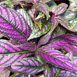Strobilanthes Dyeriana - Persian Shield  2