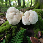 Lion's Mane Mushroom Growing Kit  4