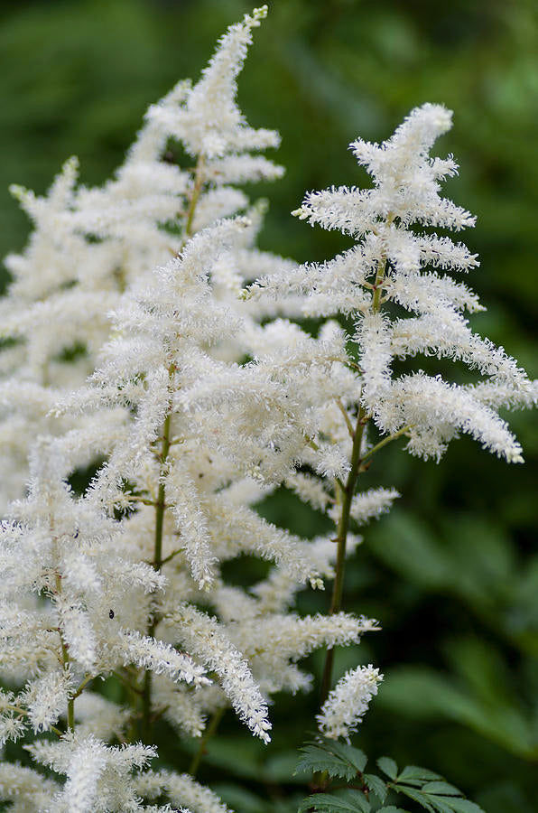 Visions in White Astilbe Plant in 1L Pots 2-white-astilbe-bob-corson 2