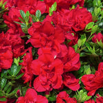 Red Ruffles Japanese Azalea Plant  3