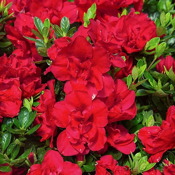Red Ruffles Japanese Azalea Plant  3