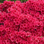 Red Ruffles Japanese Azalea Plant  1