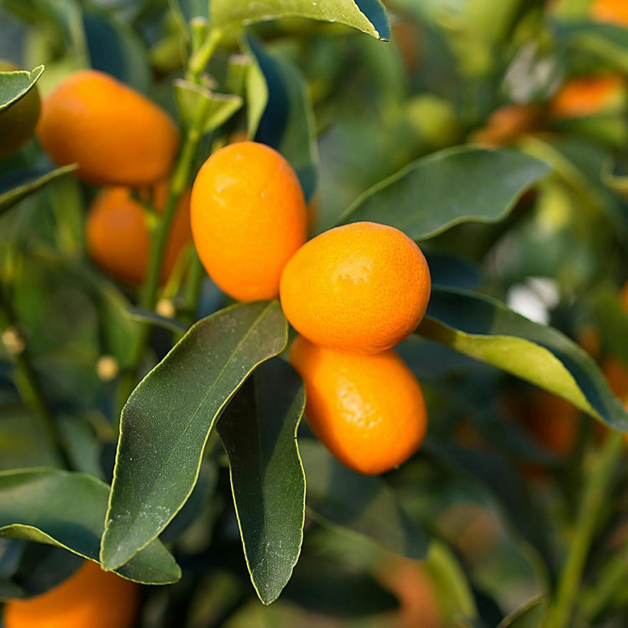 Mini Citrus Orange Calamondin Tree  4