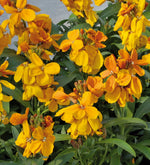 Erysimum Wallflower  2