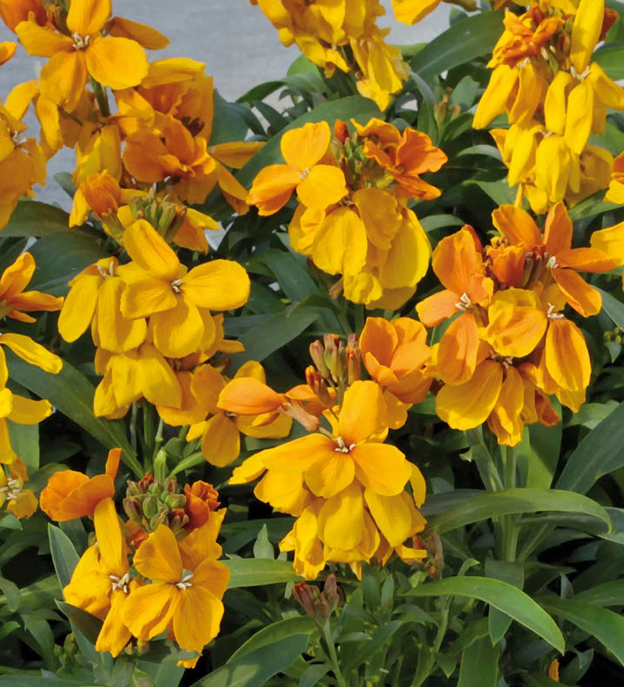 Erysimum Wallflower  2