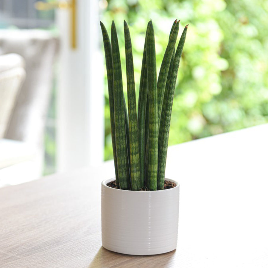 Sansevieria Cylindrica Straight 200729B 1