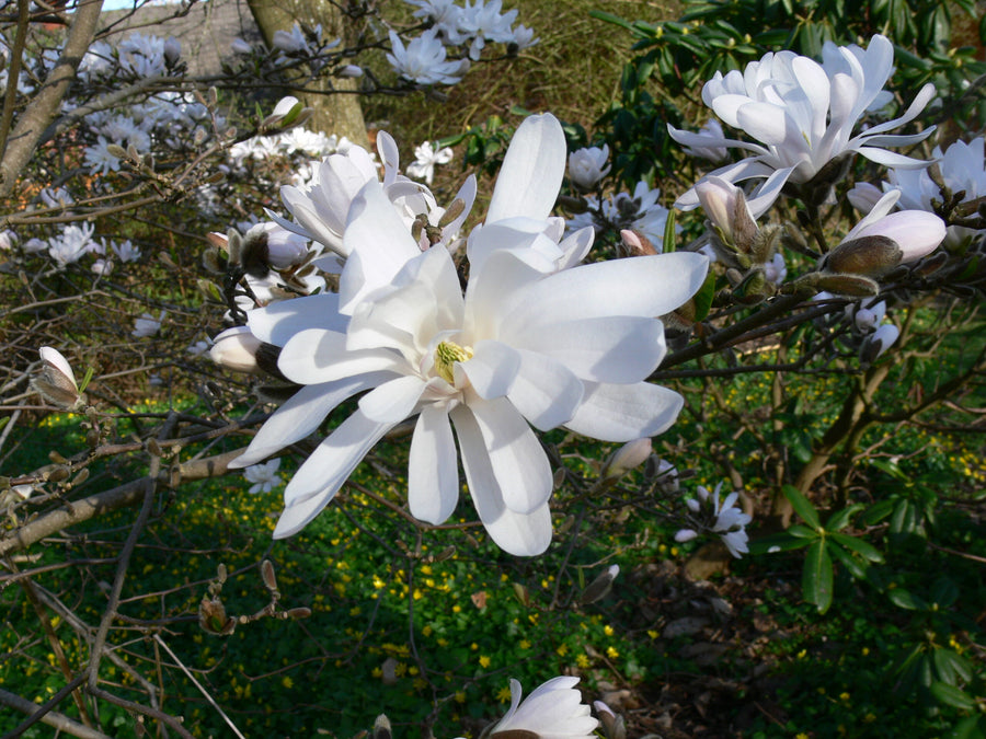 Magnolia Stellata Water Lily White Star 2011-04-17_16-44-41_0123 4