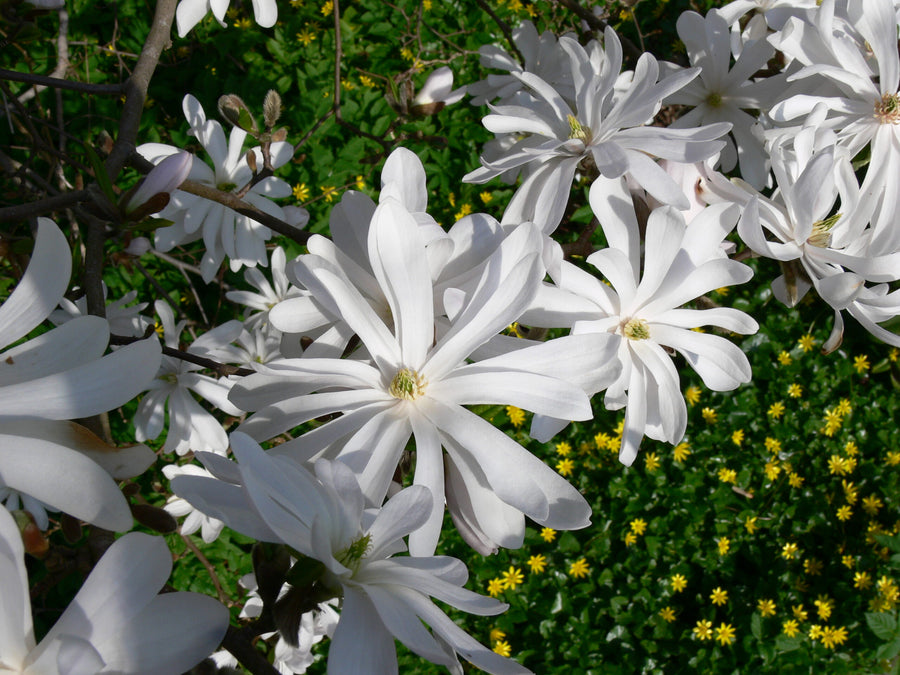 Magnolia Stellata Water Lily White Star 2011-04-20_14-49-51_0084 3