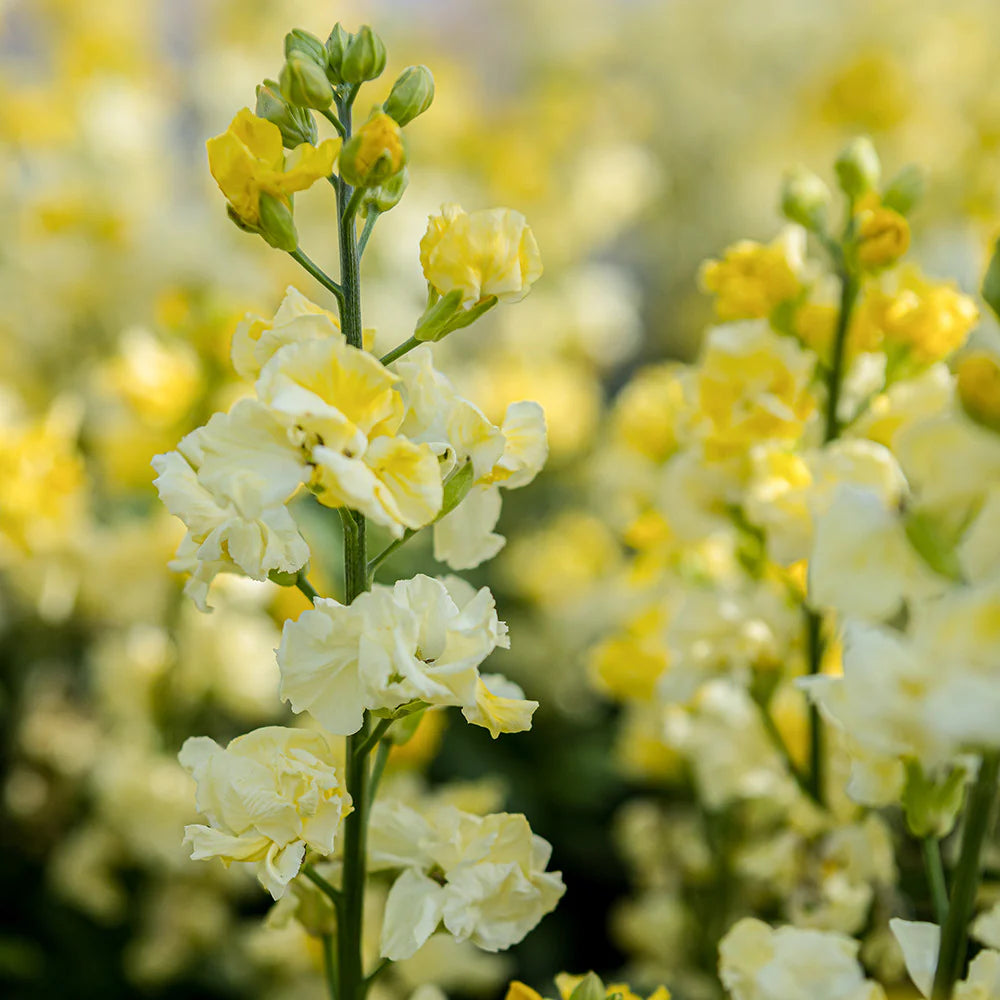 Yellow Bare Root Wallflowers - 10 x Primrose Dame