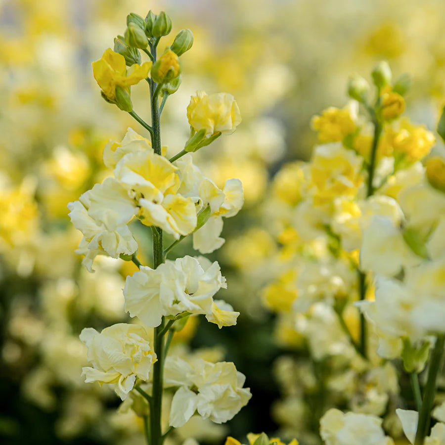 Bare Root Wallflowers Primrose Dame  1