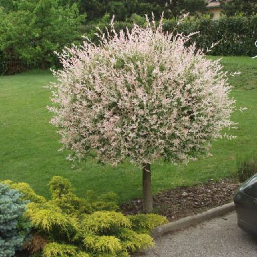 Flamingo Tree - Salix Integra 'Hakuro Nishiki' 60cm Tree 2018-02-13-17-30-42 2