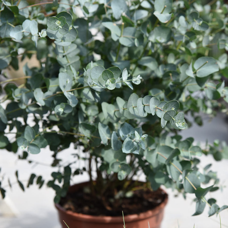 Large Eucalyptus 'Gunnii' Tree Large Eucalyptus 'Gunnii' Tree in 5L Pot image2 3